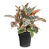 Ficus Elastica Belize