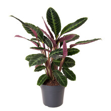 Calathea