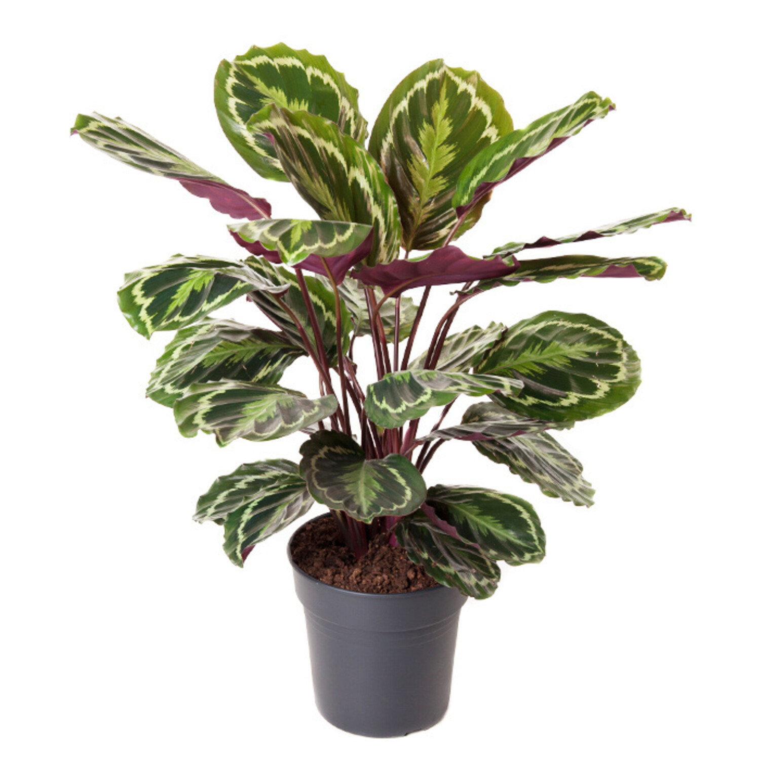 Calathea Lebende Pflanze Braun | Spitzenqualitt - www.fleurdirect.com
