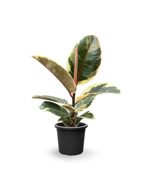 Ficus Elastica