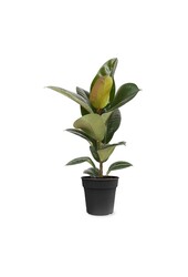 Ficus Elastica Robusta