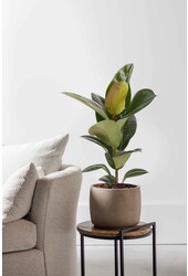 Ficus Elastica Robusta