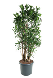 Dracaena Reflexa XXXL