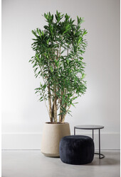 Dracaena Reflexa XXXL