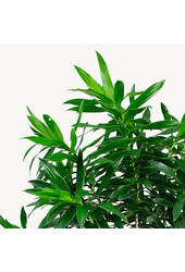 Dracaena Reflexa XXXL