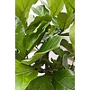 Ficus lyrata XL