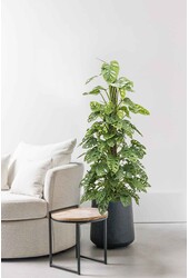 Monstera Obliqua Moos Stock