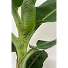 Bananenpflanze Musa Tropicana XL im Jip-Topf