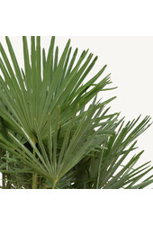 Trachycarpus Fächerpalme L