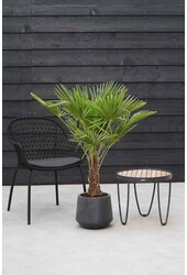Trachycarpus Fächerpalme L