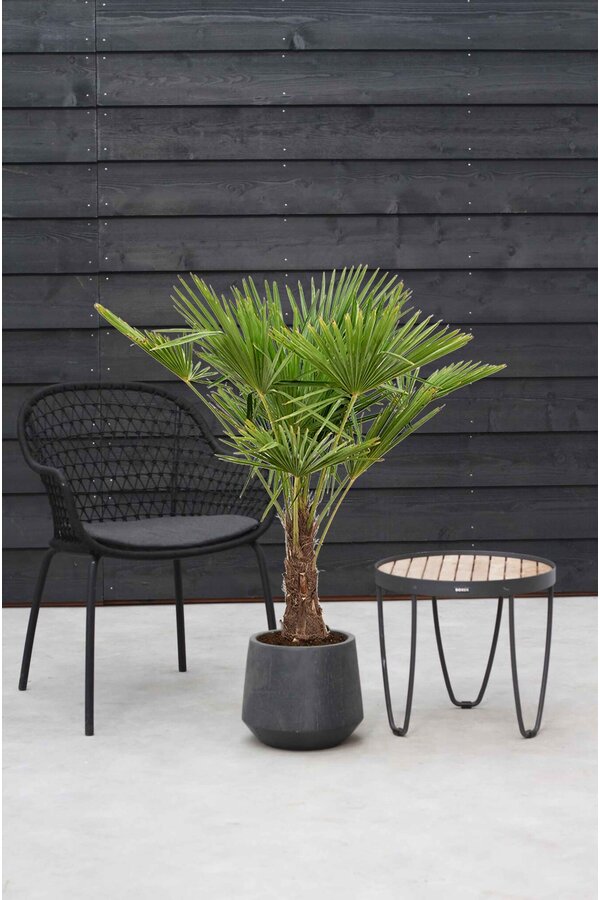 Trachycarpus Fächerpalme L