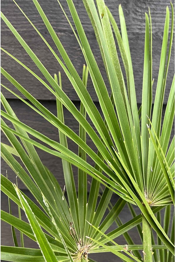 Trachycarpus Fächerpalme L
