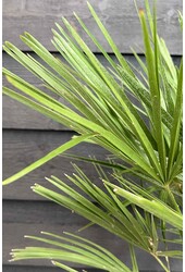 Trachycarpus Fächerpalme L