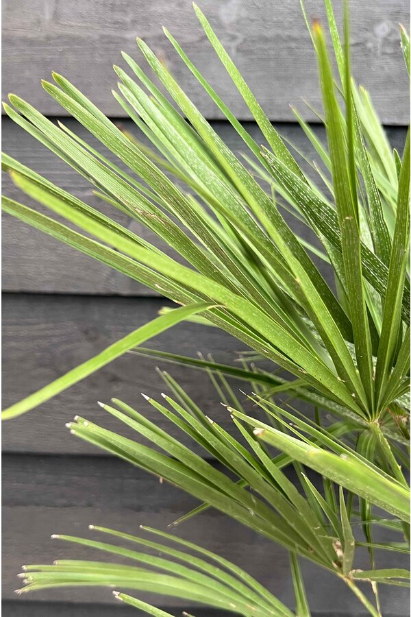 Trachycarpus Fächerpalme L