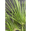 Trachycarpus-Fächerpalme XS