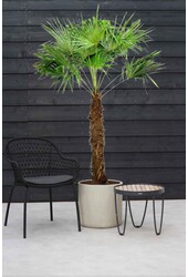 Trachycarpus Fächerpalme Kingsize