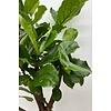 Ficus Lyrata verzweigt KingSize