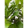 Ficus Lyrata verzweigt KingSize