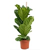 Ficus Lyrata Bambino S