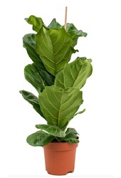 Ficus Lyrata Geigenfeige S