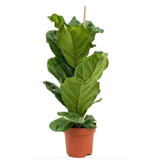 Ficus Lyrata Bambino S