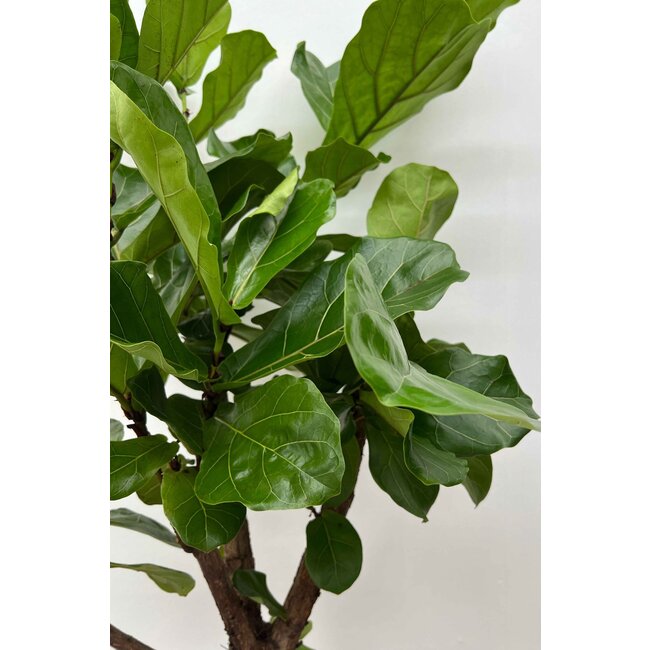 Ficus Lyrata verzweigt M
