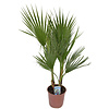 Washingtonia S