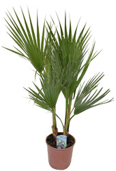 Washingtonia S