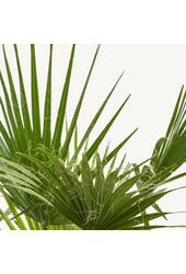 Washingtonia S