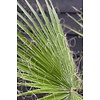 Washingtonia S