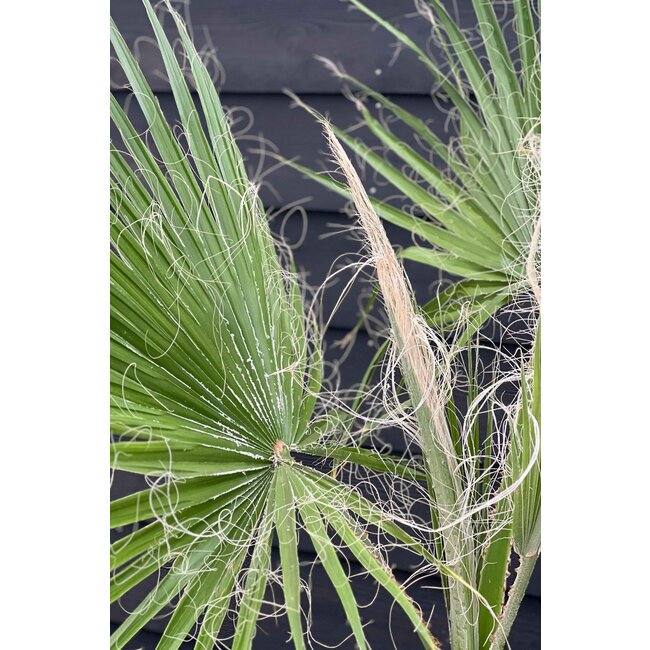 Washingtonia L