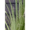 Washingtonia L