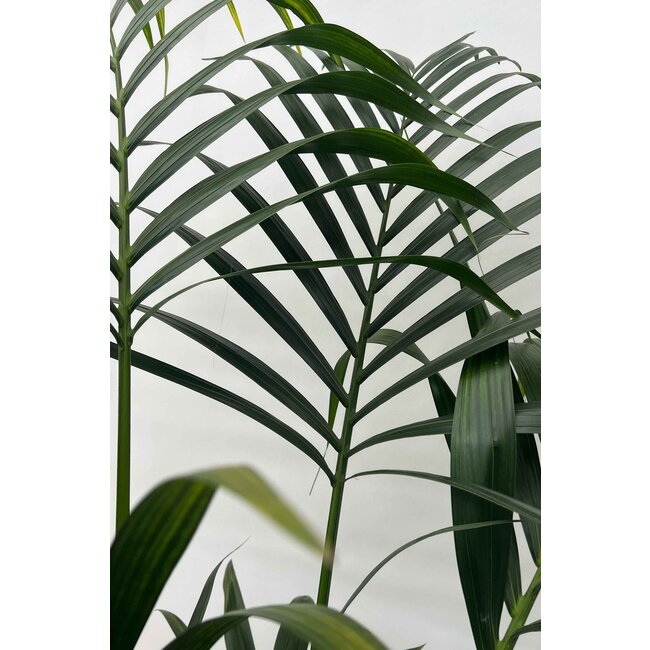 Kentia palm XS