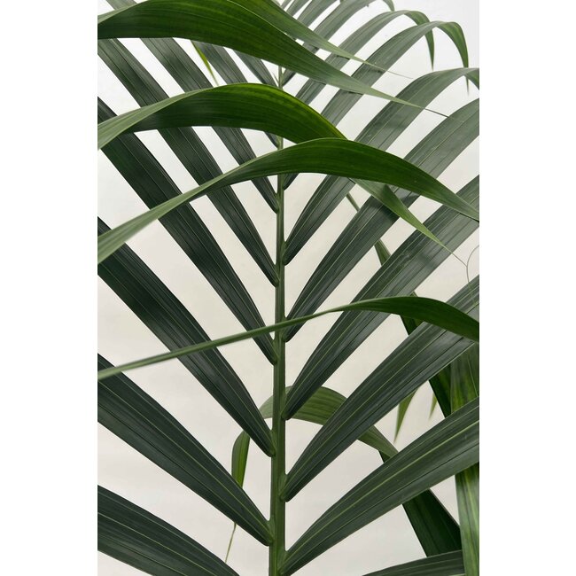 Kentia palm XS