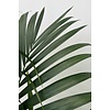 Kentia palm XS