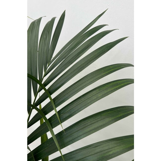 Kentia palm XS