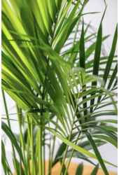 Kentia-Palme S