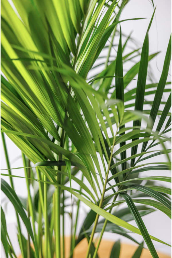 Kentia-Palme S