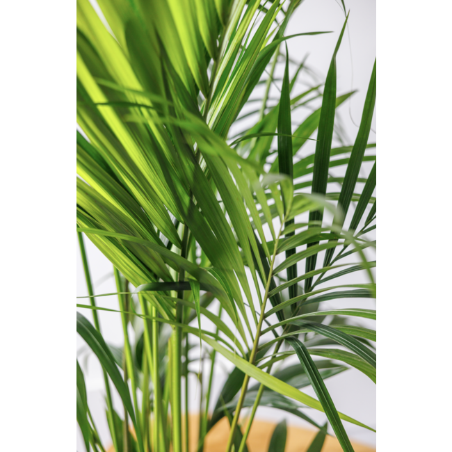 Kentia Palme KingSize