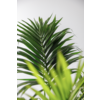 Kentia Palme KingSize