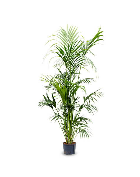 Hydroplant Howea