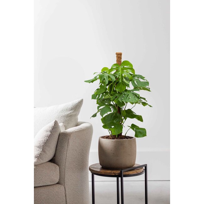 Monstera Fensterblatt Moosstab S