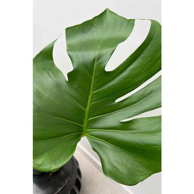 Monstera Fensterblatt Moosstab S