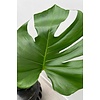 Monstera Fensterblatt Moosstab XL