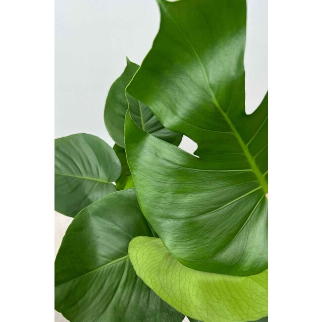 Monstera Fensterblatt Moosstab XL