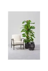 Wasserpflanze Monstera Deliciosa