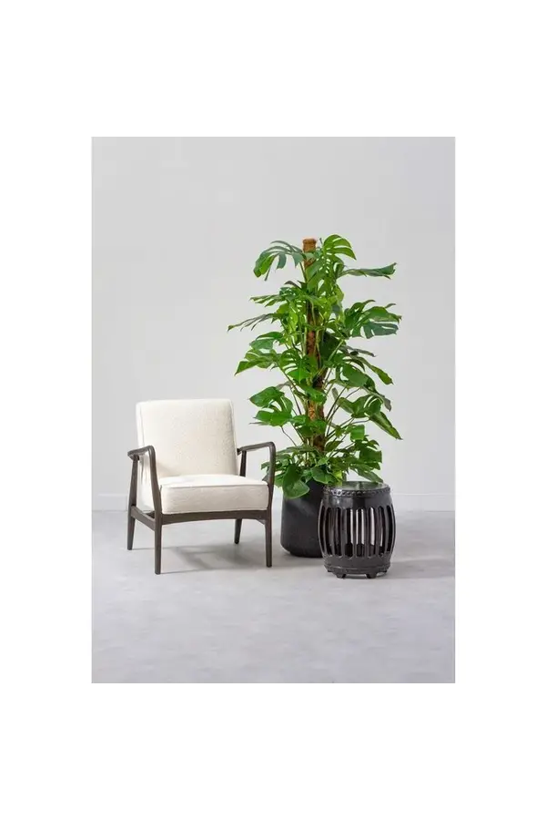 Wasserpflanze Monstera Deliciosa