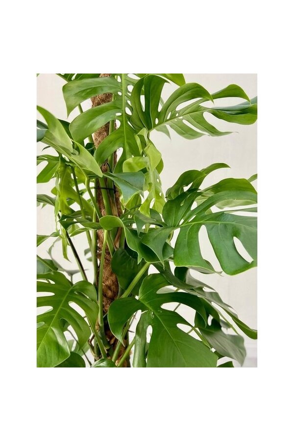Wasserpflanze Monstera Deliciosa