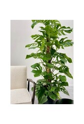Wasserpflanze Monstera Deliciosa