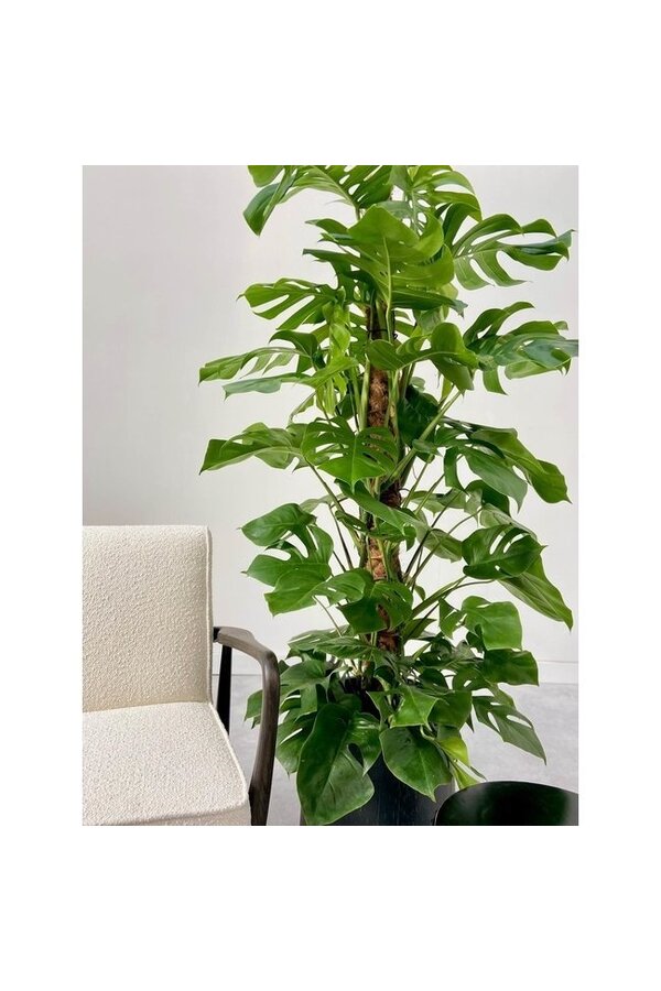 Wasserpflanze Monstera Deliciosa